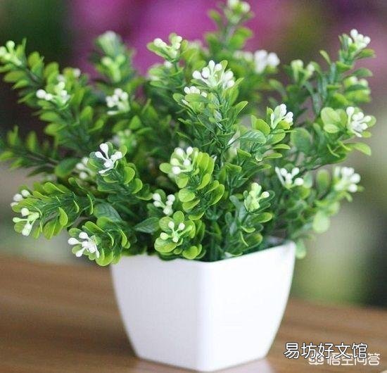 世界上什么花最香？