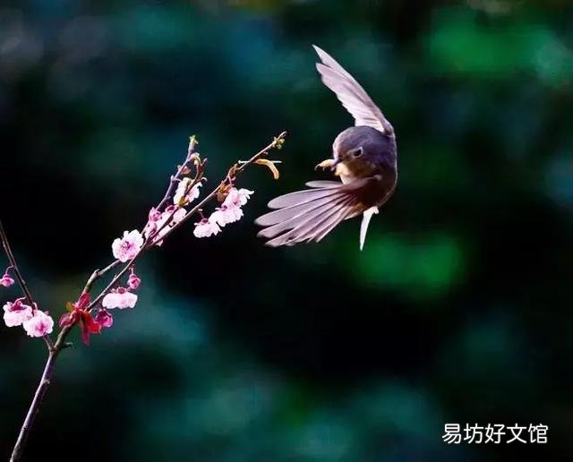 世界上什么花最香？