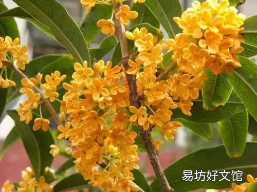 世界上什么花最香？