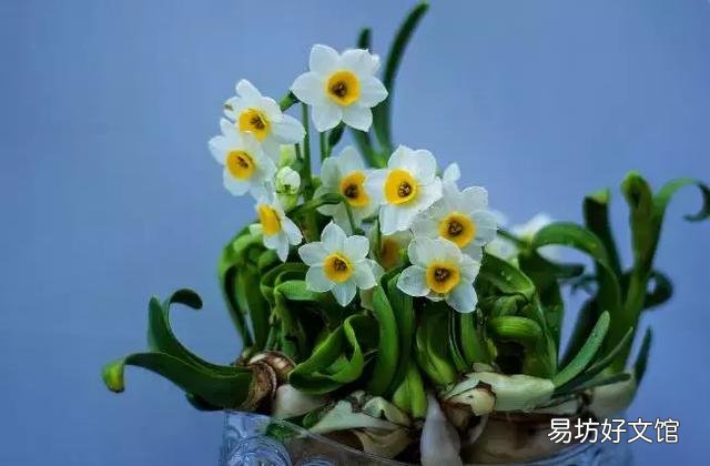 世界上什么花最香？