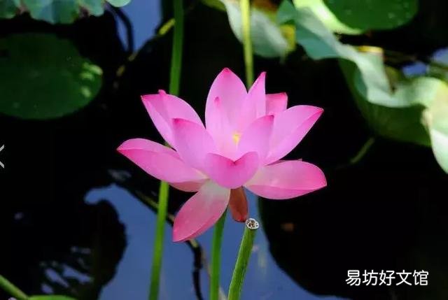 世界上什么花最香？