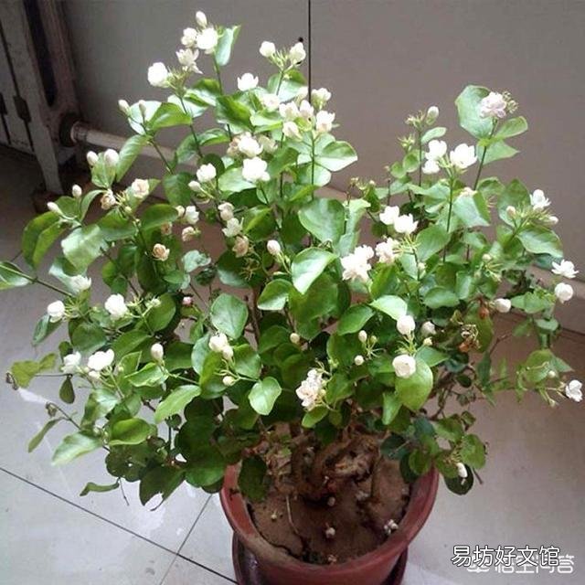 世界上什么花最香？