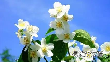 世界上什么花最香？