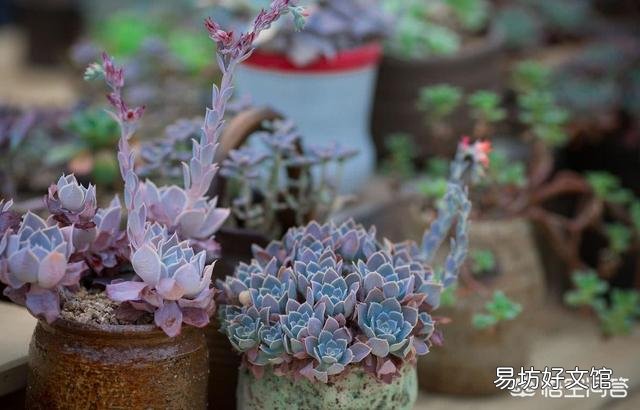 怎么让多肉植物长得更快?