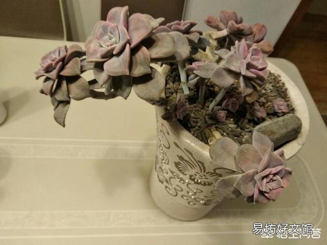怎么让多肉植物长得更快?