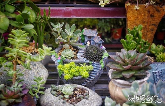 怎么让多肉植物长得更快?
