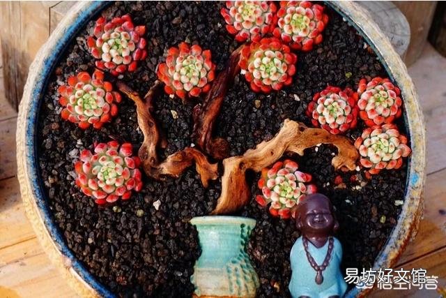 怎么让多肉植物长得更快?