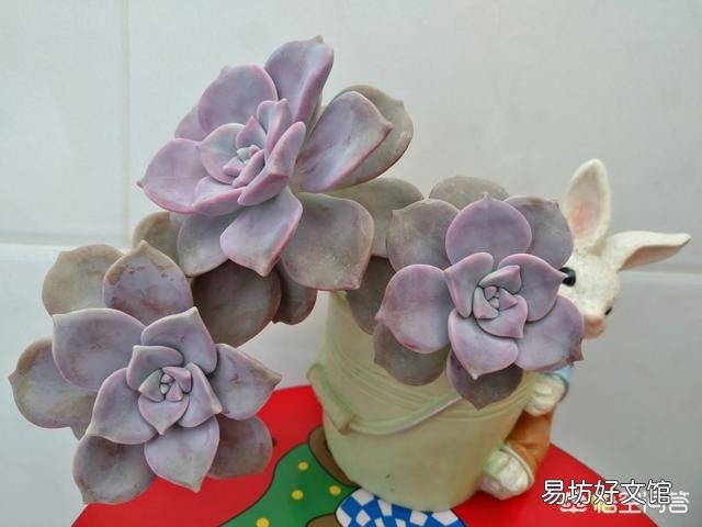 怎么让多肉植物长得更快?