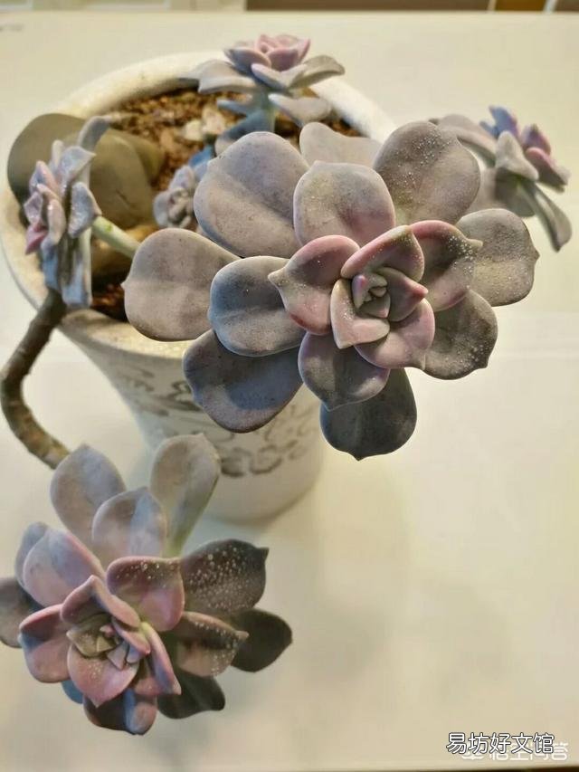 怎么让多肉植物长得更快?