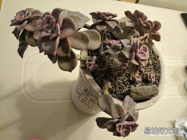 怎么让多肉植物长得更快?