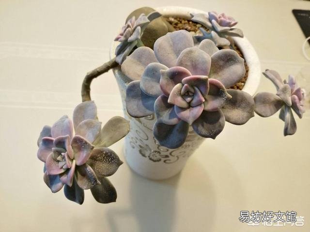 怎么让多肉植物长得更快?
