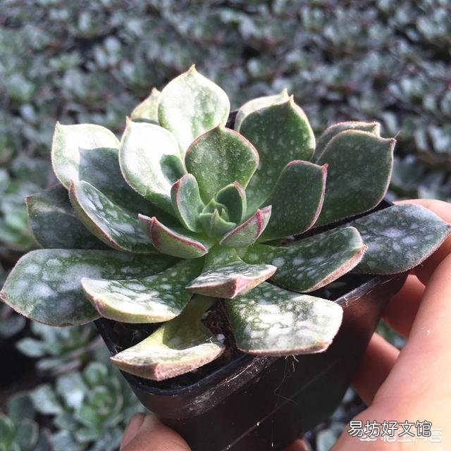怎么让多肉植物长得更快?