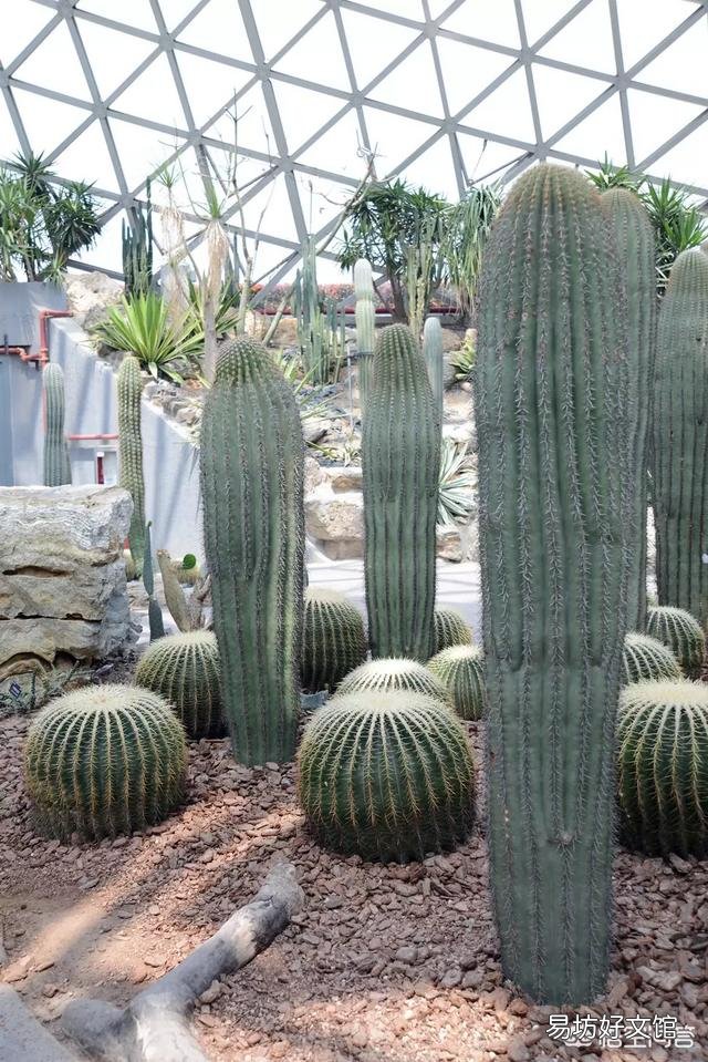 怎么让多肉植物长得更快?