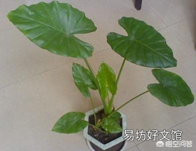 怎么养滴水观音？有哪些需要注意的？