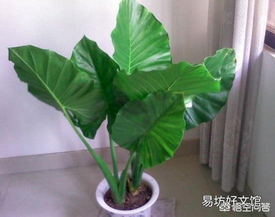怎么养滴水观音？有哪些需要注意的？