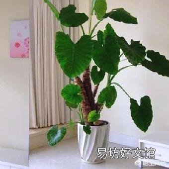 怎么养滴水观音？有哪些需要注意的？