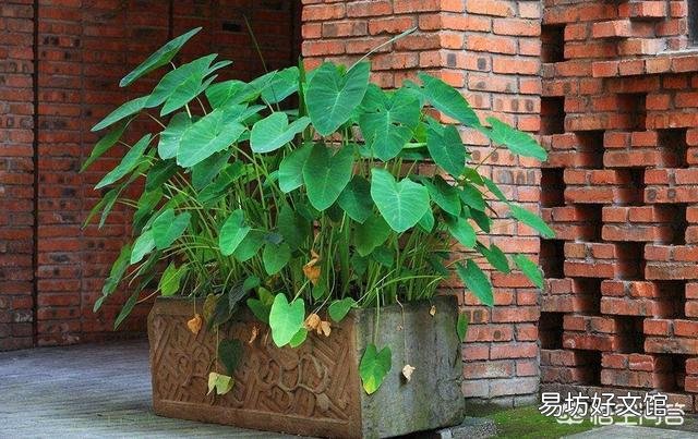 怎么养滴水观音？有哪些需要注意的？
