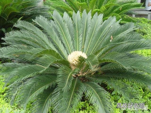 家里的铁树上有白色粉状的东西是什么?