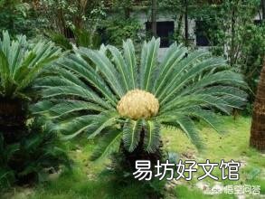 家里的铁树上有白色粉状的东西是什么?