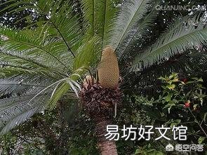 家里的铁树上有白色粉状的东西是什么?