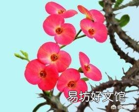 家里的铁树上有白色粉状的东西是什么?