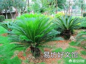 家里的铁树上有白色粉状的东西是什么?