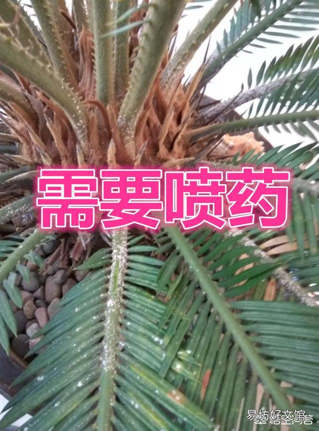 家里的铁树上有白色粉状的东西是什么?