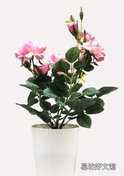 盆栽玫瑰花叶子软了怎样补救?