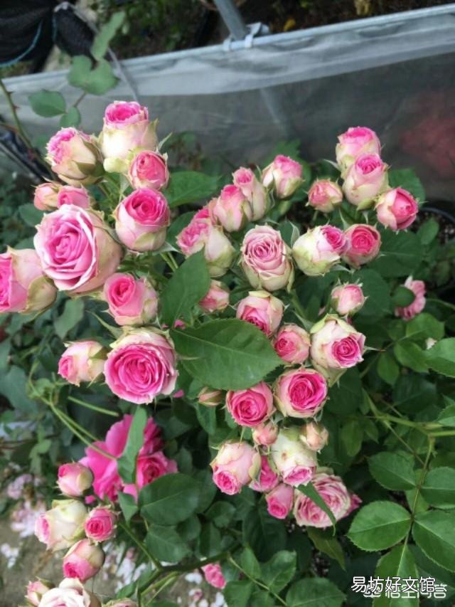 盆栽玫瑰花叶子软了怎样补救?