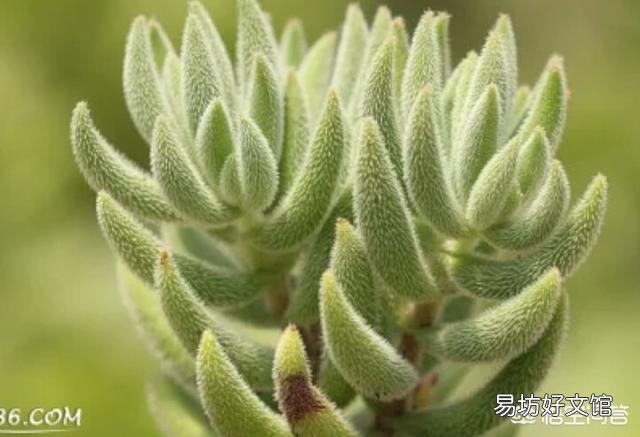 这是什么多肉植物？