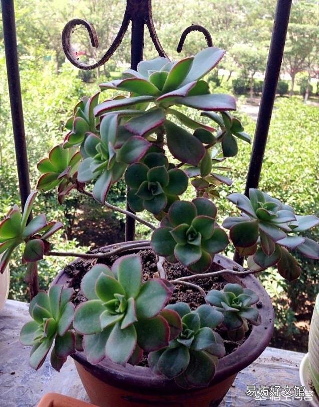 这是什么多肉植物？