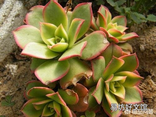 这是什么多肉植物？
