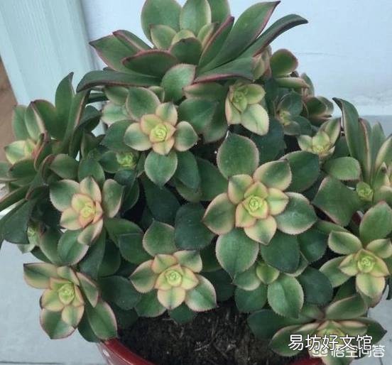 这是什么多肉植物？