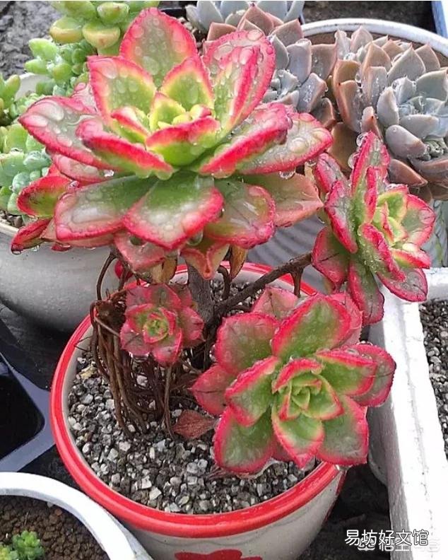 这是什么多肉植物？