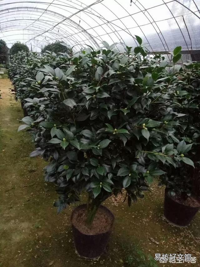 茶花开到一半就蔫了怎么办?