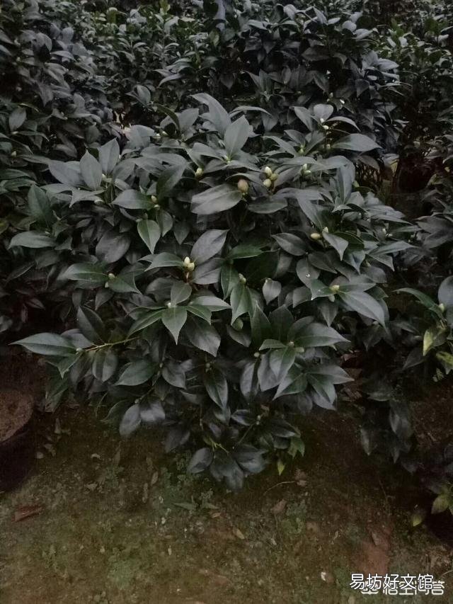 茶花开到一半就蔫了怎么办?