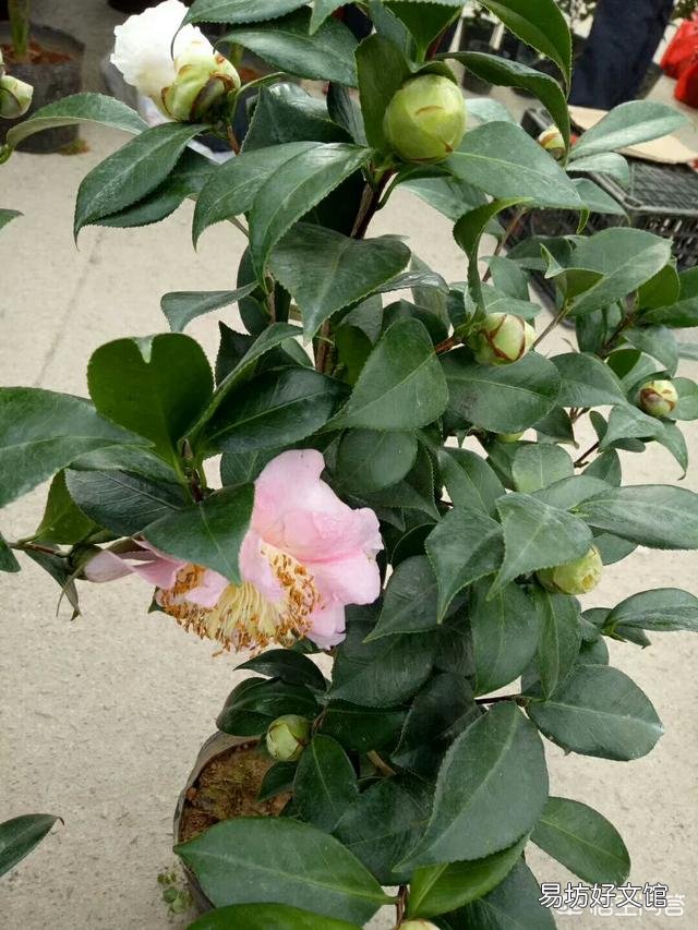 茶花开到一半就蔫了怎么办?