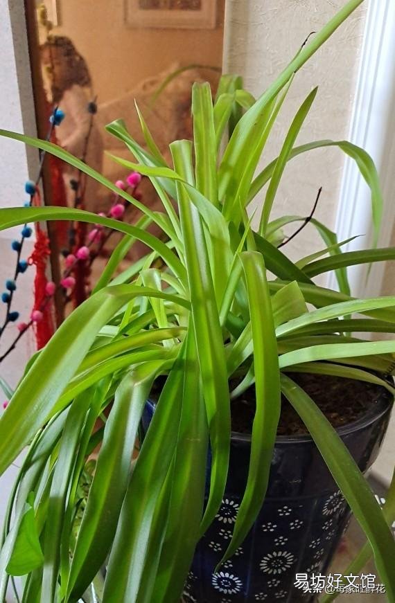 这花是什么花？