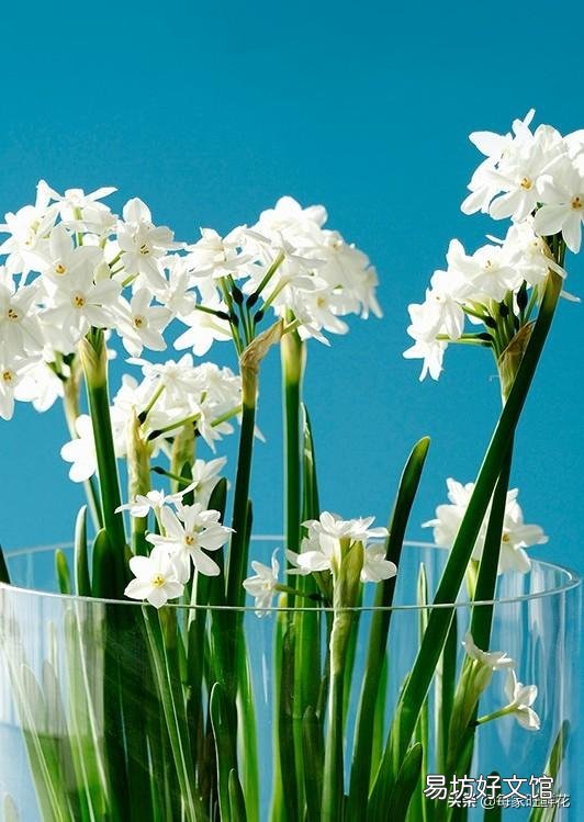这花是什么花？