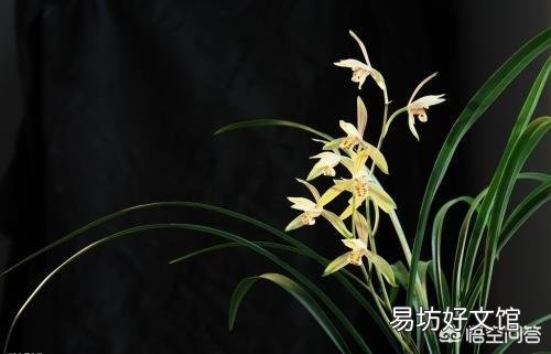 这花是什么花？
