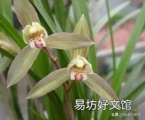 这花是什么花？