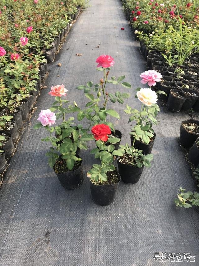 种好月季花有绝招吗?
