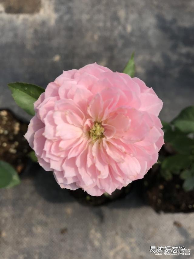 种好月季花有绝招吗?