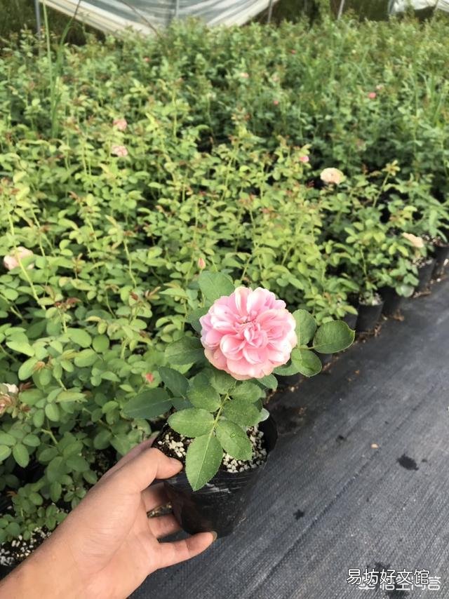 种好月季花有绝招吗?
