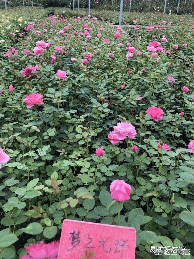 种好月季花有绝招吗?