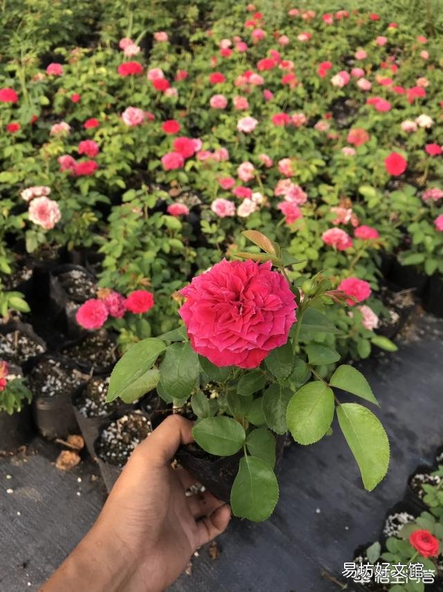 种好月季花有绝招吗?