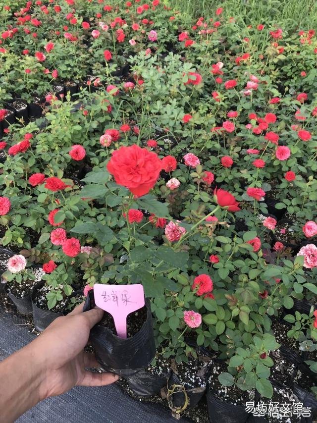 种好月季花有绝招吗?
