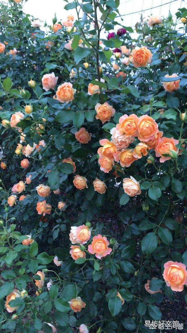 种好月季花有绝招吗?