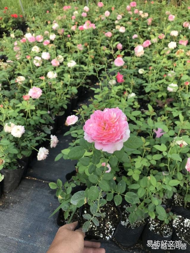 种好月季花有绝招吗?