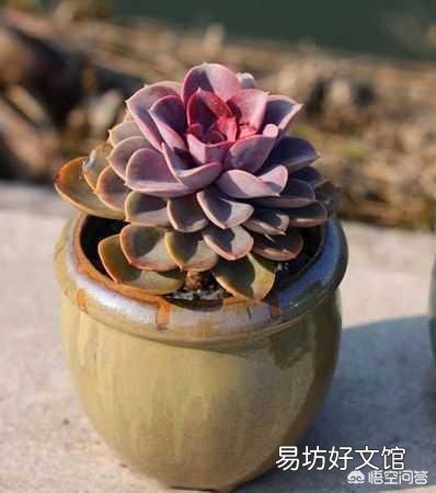 这个多肉的名字是什么?
